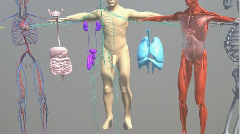 Teaching Anatomy with Mixed Reality